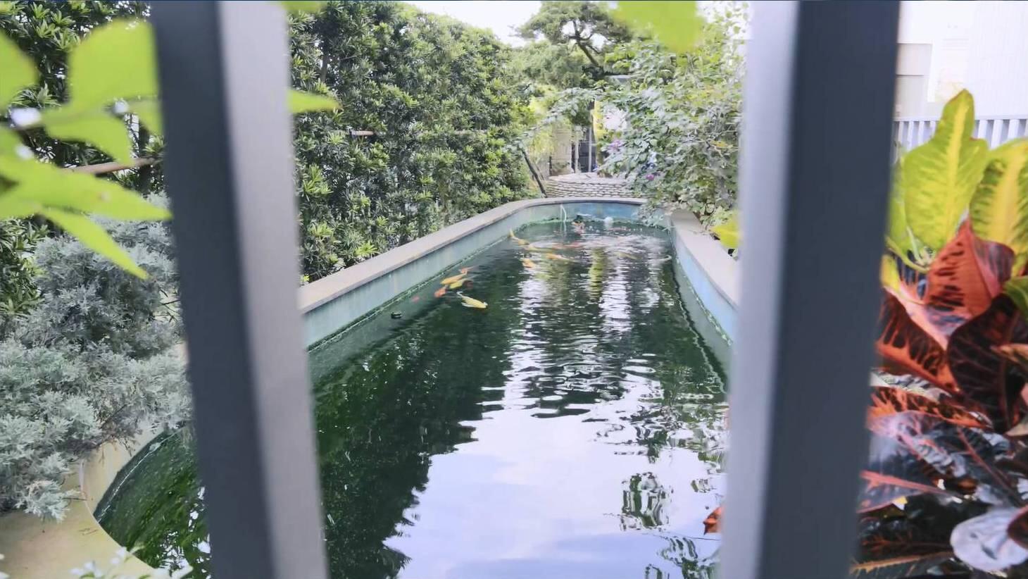 A long, rectangular koi pond with several colorful fish swimming in green-tinted water, surrounded by lush green and variegated foliage. The scene is viewed through the vertical bars of a fence or railing, with dense trees in the background under an overcast sky.